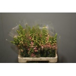 Antirrhinum Lõvilõug Potomac Pink 60cm