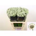 Astrantia Billion Stars 70cm