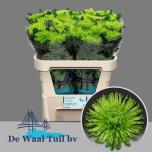 Chrysanthemum Krüsanteem BL Anastasia Dark Lime*10