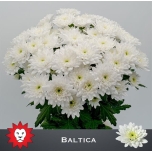 Chrysanthemum Krüsanteem Baltica