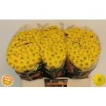 Chrysanthemum Krüsanteem Santini Doria Yellow