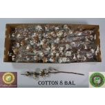 Cotton Gossypium Puuvilla oks