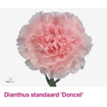 Dianthus Carnation Nelk Doncel EQ 20TK