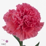Dianthus Carnation Nelk Tonic Golem EQ 20Tk