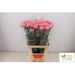 Dianthus Nelk ST Julia*20