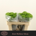 Dianthus Nelk 50cm Kiwi Mellow