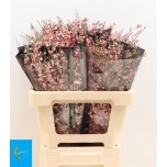 Genista paint Roosa 60cm (pk)