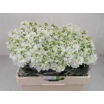 Matthiola Levkoi valge