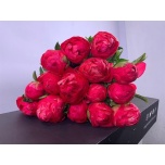 Paeonia Pojeng Coral Sunset 60cm
