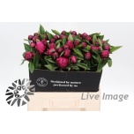 Paeonia Pojeng Red Sarah Bernhardt 60cm
