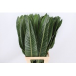 Strelizia leht 90cm (tk)