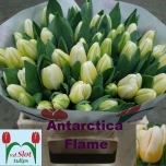 Tulp Antarctic Flame