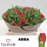 Tulp do Abba