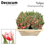 Tulp Championship