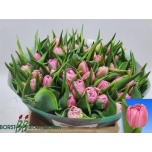 Tulp Dressing