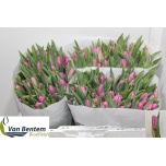Tulp si Pink Flag