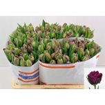 Tulp do Purple Peony