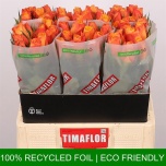 Roos 60cm Confidential