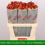 Roos 80cm High & Magic