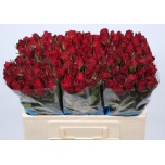Roos 50cm Upper Class (Agri Flowers)