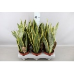 Sansevieria Havisaba trifasciata laurentii 12cm