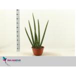 Sansevieria Havisaba 25cm Cylindrica Boncel