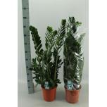 Zamioculcas Sulgvõhk 21cm