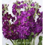 MATTHIOLA LEVKOI STOCK DARK PURPLE 70CM 10ST