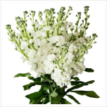 MATTHIOLA LEVKOI STOCK WHITE TESSA 70CM 10ST