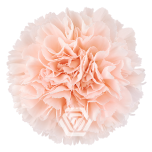 Dianthus Nelk ST ARIADNA (Tessa ECU)*20