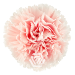 Dianthus Nelk ST CHARISMA (Tessa ECU)*20