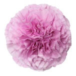 Dianthus Nelk ST CLEARWATER (Tessa ECU)*20