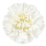 Dianthus Nelk ST COCUY (Tessa ECU)*20