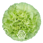 Dianthus Nelk ST JUNGLE (Tessa ECU)*20