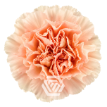 Dianthus Nelk ST PASTEL CRIMEA (Tessa ECU)*20
