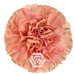 Dianthus Nelk ST PETRA (Tessa ECU)*20