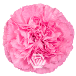 Dianthus Nelk ST PINK PIXEL (Tessa ECU)*20
