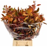 Eucalyptus Populus Bes paint Autumn 70cm
