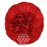 Dianthus Nelk ST VIRGILIO (Tessa ECU)*20