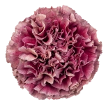 Dianthus Nelk ST MERLETTO PURPLE (Tessa ECU)*20