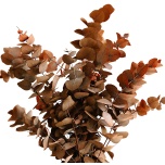 Stabiliseeritud Eucalyptus Cinerea Mocha Cocoa 50-80cm