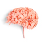 Stabiliseeritud Hydrangea Premium Coral Orange