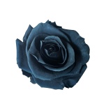 Stabiliseeritud Roos Standard 6tk karbis Dusty Blue