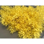 Dried Ruscus paint Yellow (tk)