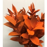 Ruscus värvitud Frosted Orange 60cm (tk)