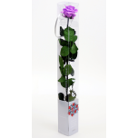 Stabiliseeritud Roos Amorosa Standard Kinkekarbis Bright Lilac 1tk