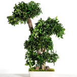 Stabiliseeritud Bonsai Pitosporum Gde