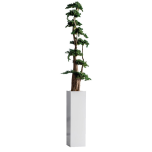 Stabiliseeritud JUMBO PROCUMBENS 100cm
