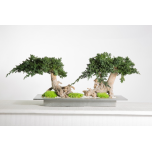Stabiliseeritud Bonsai Root Double 25cm