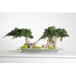 Stabiliseeritud BONSAI SERIE BVJ DOBLE